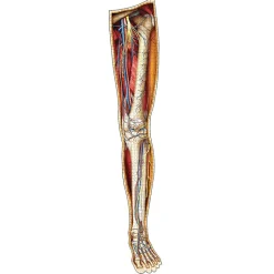 Dr. Livingston's Anatomy: The Human Left Leg Puzzle 864pcs