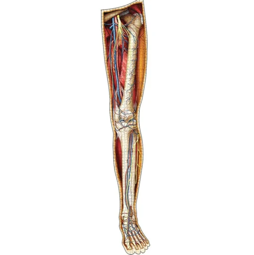 Dr. Livingston's Anatomy: The Human Left Leg Puzzle 864pcs