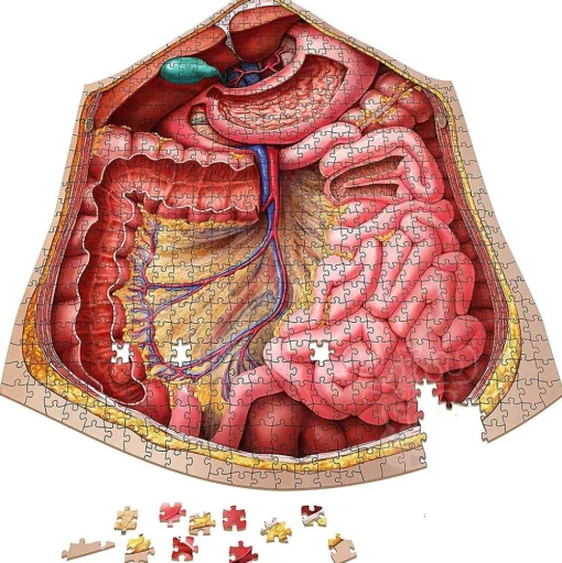Dr. Livingston's Anatomy: The Human Thorax Puzzle 561pcs