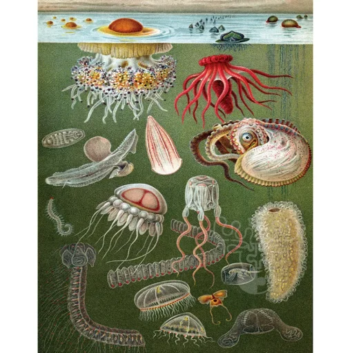 New York Puzzle Co. Vintage Collection: Under the Sea Puzzle 1000pcs