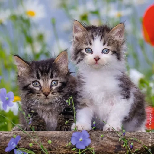 Ravensburger Cuddly Kittens Puzzle 3 x 49pcs