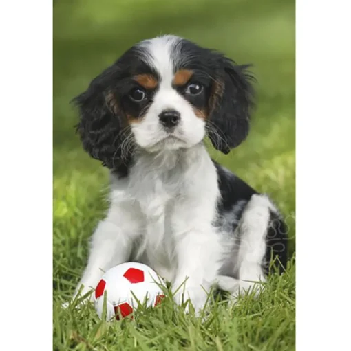 Schmidt My cutest baby animals Puzzle 3 x 48pcs