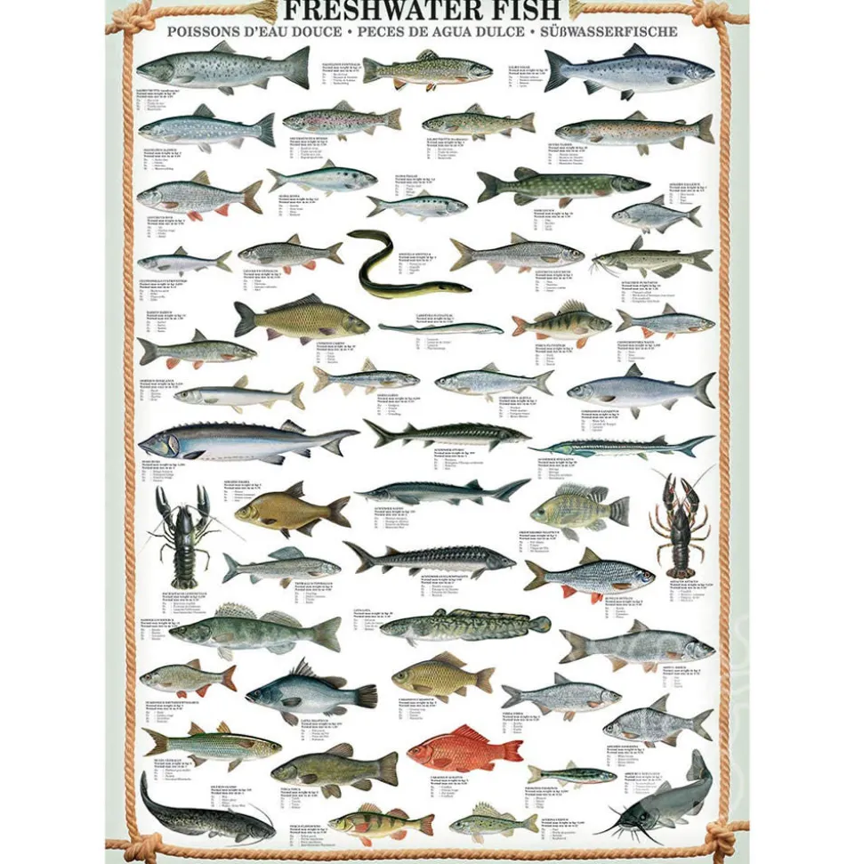 Eurographics Freshwater Fish Puzzle 1000pcs