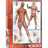 Eurographics The Muscular System Puzzle 1000pcs