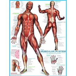Eurographics The Muscular System Puzzle 1000pcs