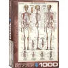 Eurographics The Skeletal System Puzzle 1000pcs
