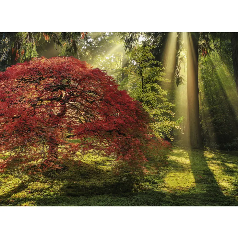 Heye Magic Forests, Guiding Light Puzzle 1000pcs