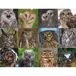 New York Puzzle Co. Cornell Lab: Owls and Owlets Puzzle 1000pcs