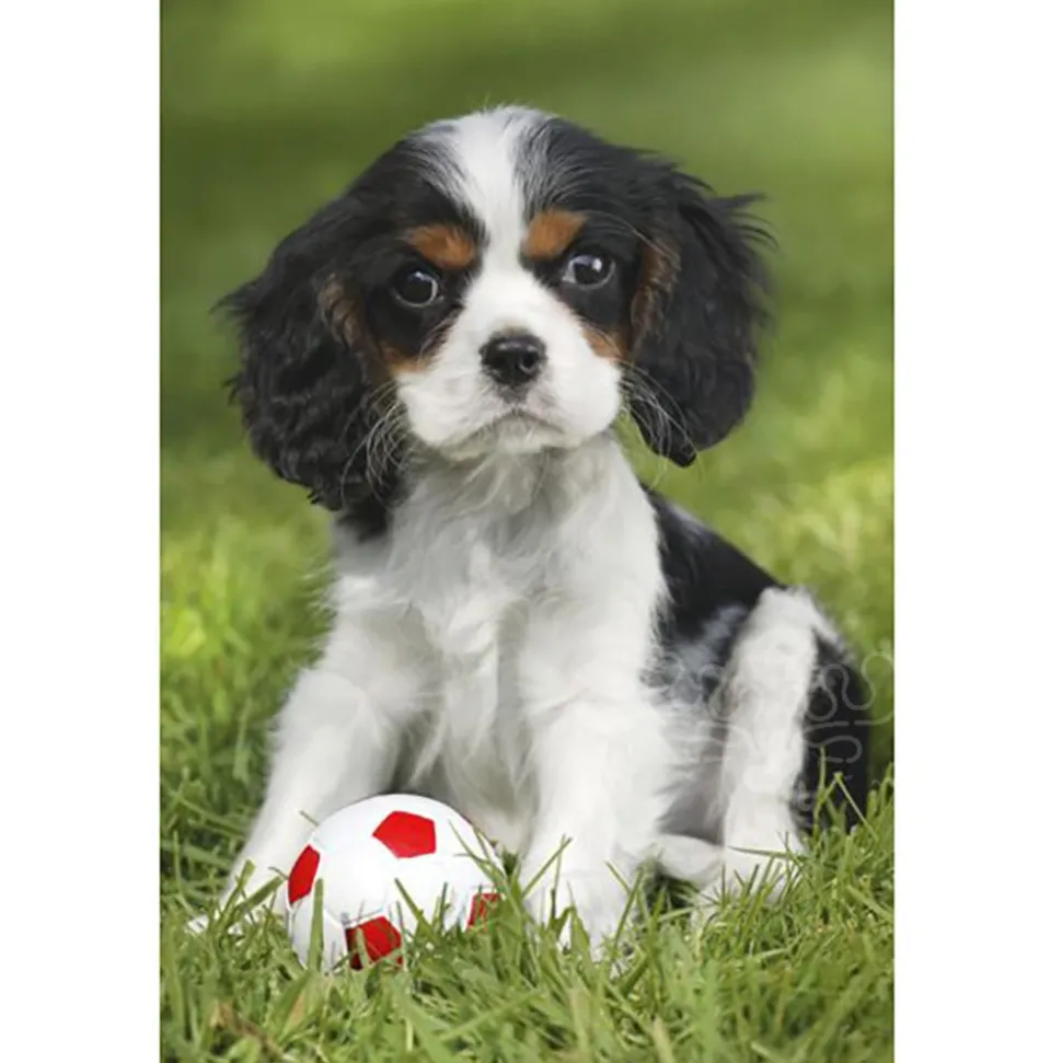 Schmidt My cutest baby animals Puzzle 3 x 48pcs