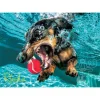 Willow Creek Underwater Dogs: Rhoda Puzzle 1000pcs